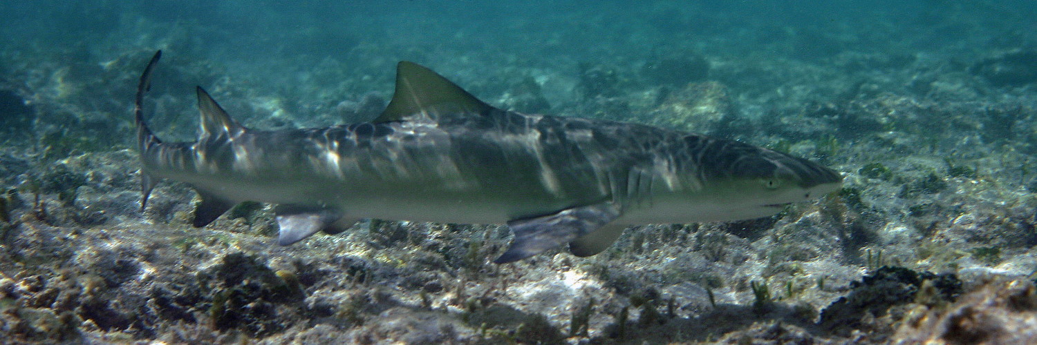 Coral Reef Conservation