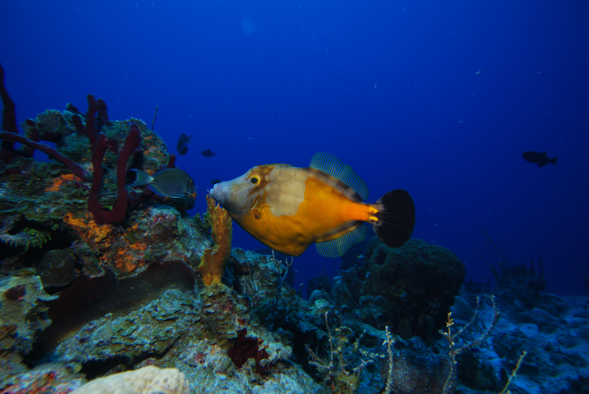 MPA Mona Island