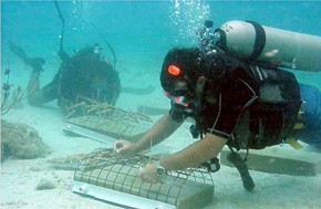 Coral Reef Restoration