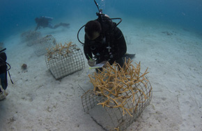 Coral Restoration USFWS