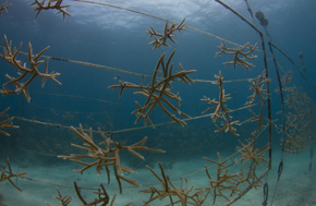Coral Nurseries FUCA