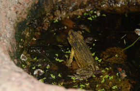 Puerto Rican Crested Frog