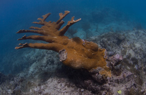 Elkhorn Coral Study