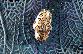 Gorgonian Coral Study