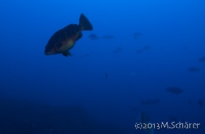 Groupers in Puerto Rico