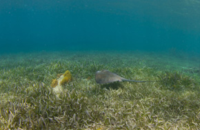 Macroalgal Bloom