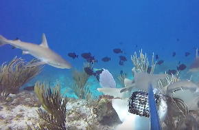 Reef Sharks