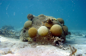 Coral Restoration Techniques