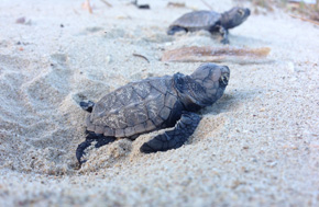 Sea Turtle Nesting