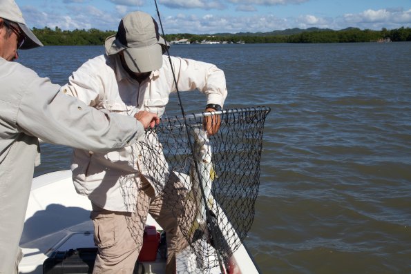 fishing snook