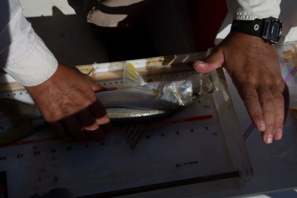 measuring tarpon