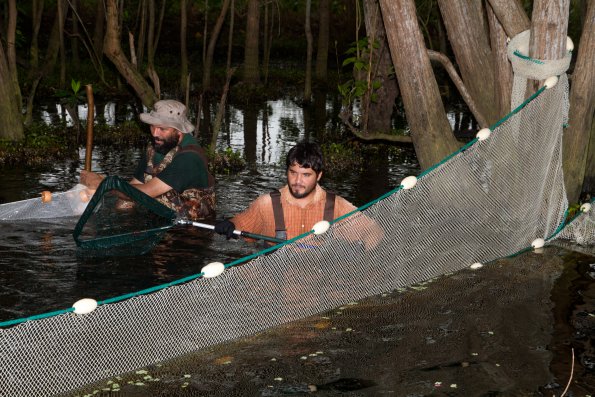 sampling tarpon