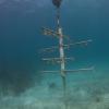 Acropora cervicornis tree