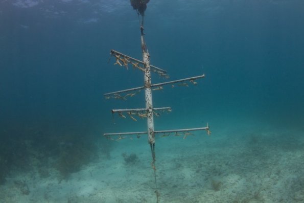 Acropora cervicornis tree