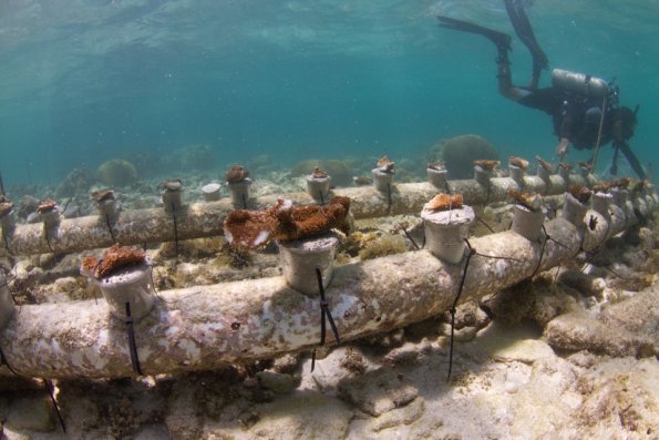 Acropora palmata culturing device