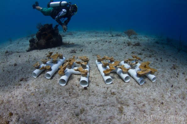 acropora palmata transportation device 1