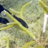 Coral Reef Restoration