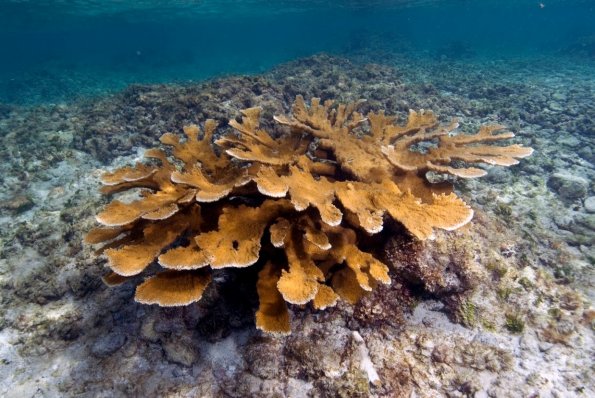 elkhorn coral