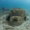 colony on a taino reef