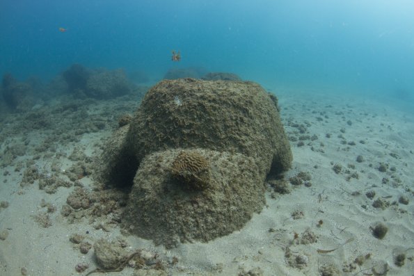 colony on a taino reef