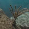 gorgonian coral colony