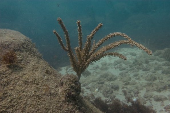 gorgonian coral colony