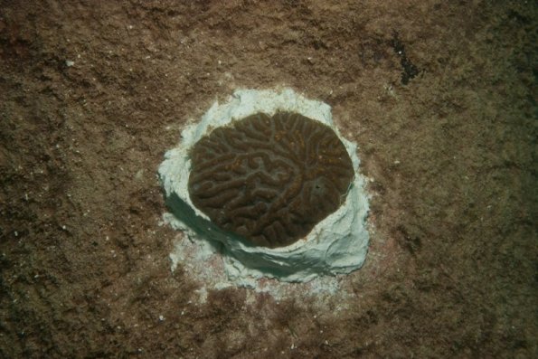 hard coral colony