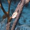 cyphoma feeding on gorgonian tissue