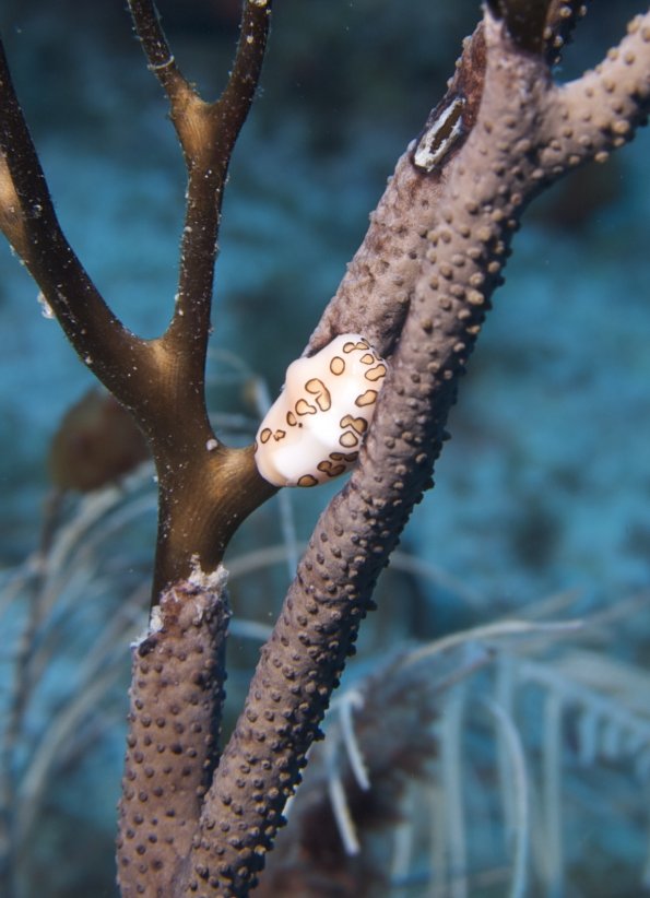 cyphoma feeding on gorgonian tissue