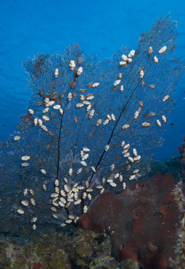 cyphoma outbreak 2