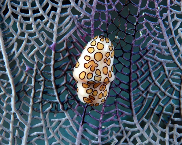 flamingo tongue eating gorgonian