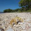 ghost crab