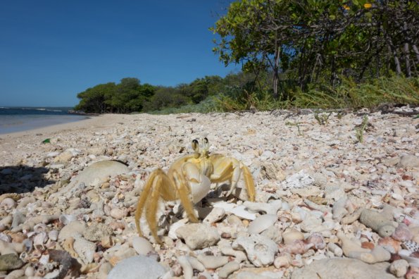 ghost crab