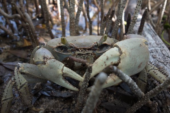 land crab