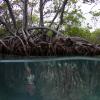 mangrove roots