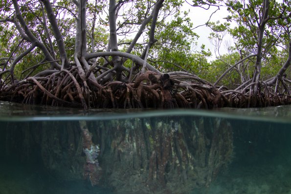 mangrove roots