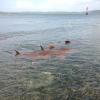 nurse shark aggregation