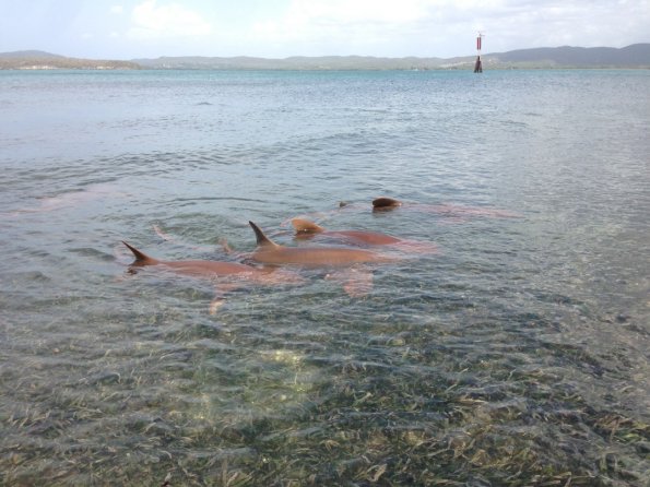 nurse shark aggregation