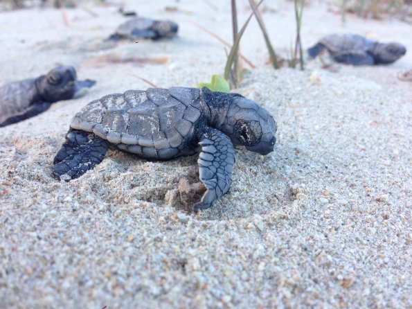 sea turtle eclosion