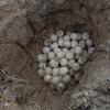 sea turtle eggs relocation