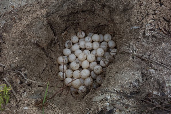 sea turtle eggs relocation