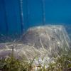 taino reef next to mangrove and sea grass