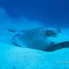 sting ray