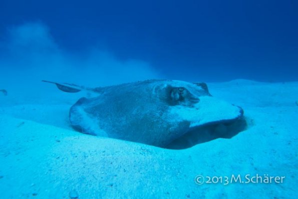 sting ray