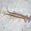 Juvenile Lobster found at algae bloom
