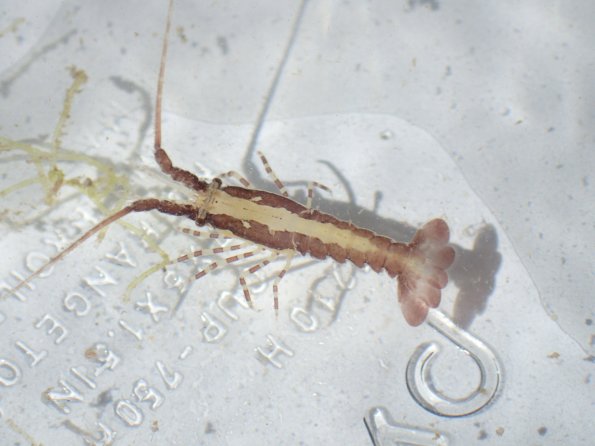 Juvenile Lobster found at algae bloom