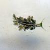 Nudibrach associated to algae bloom