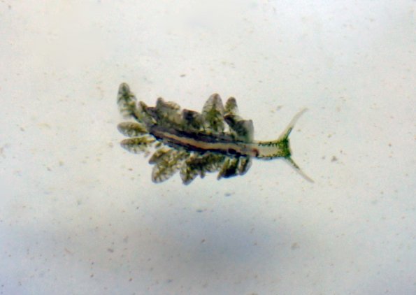 Nudibrach associated to algae bloom