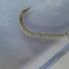 Sea cucumber living associated algae bloom