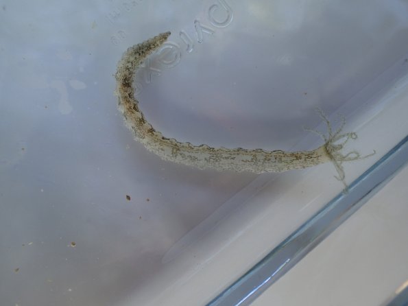 Sea cucumber living associated algae bloom